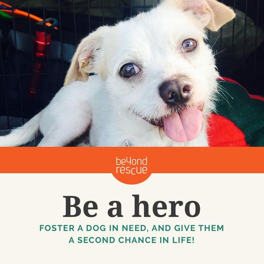 Dogs in foster store care for adoption